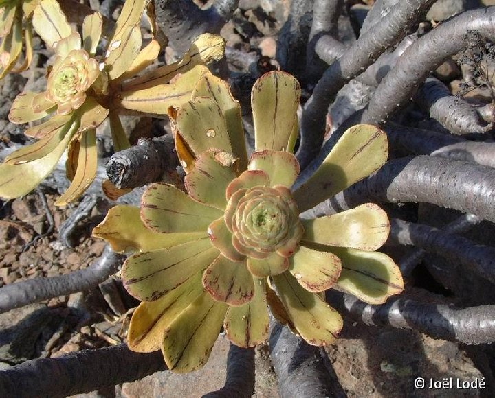 Aeonium holochrysum S.C. La Palma JLcoll.072